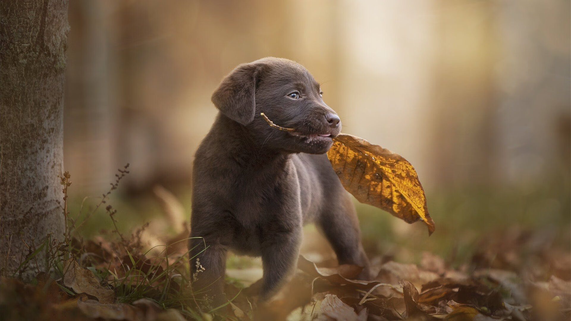 kaiyun网址-CBA裁判判罚更精准 球迷认可度提升,cba裁判是怎么安排的