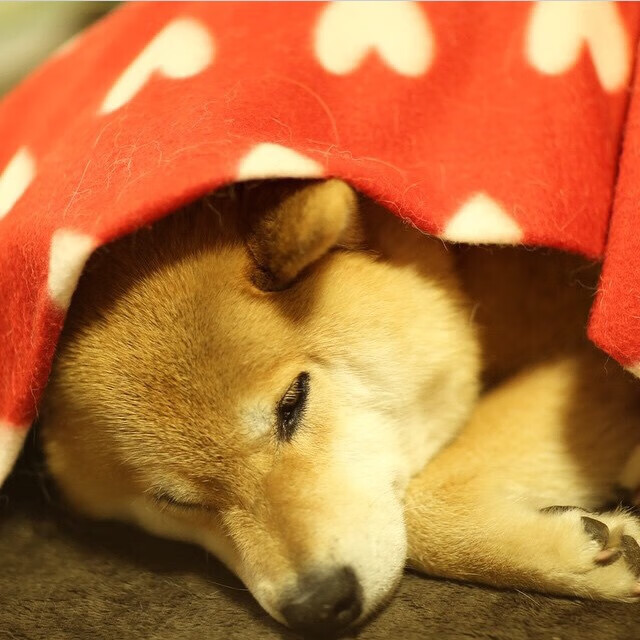 开云体育网址-体育赛事直播技术升级增强观众互动体验，体育直播技术方案