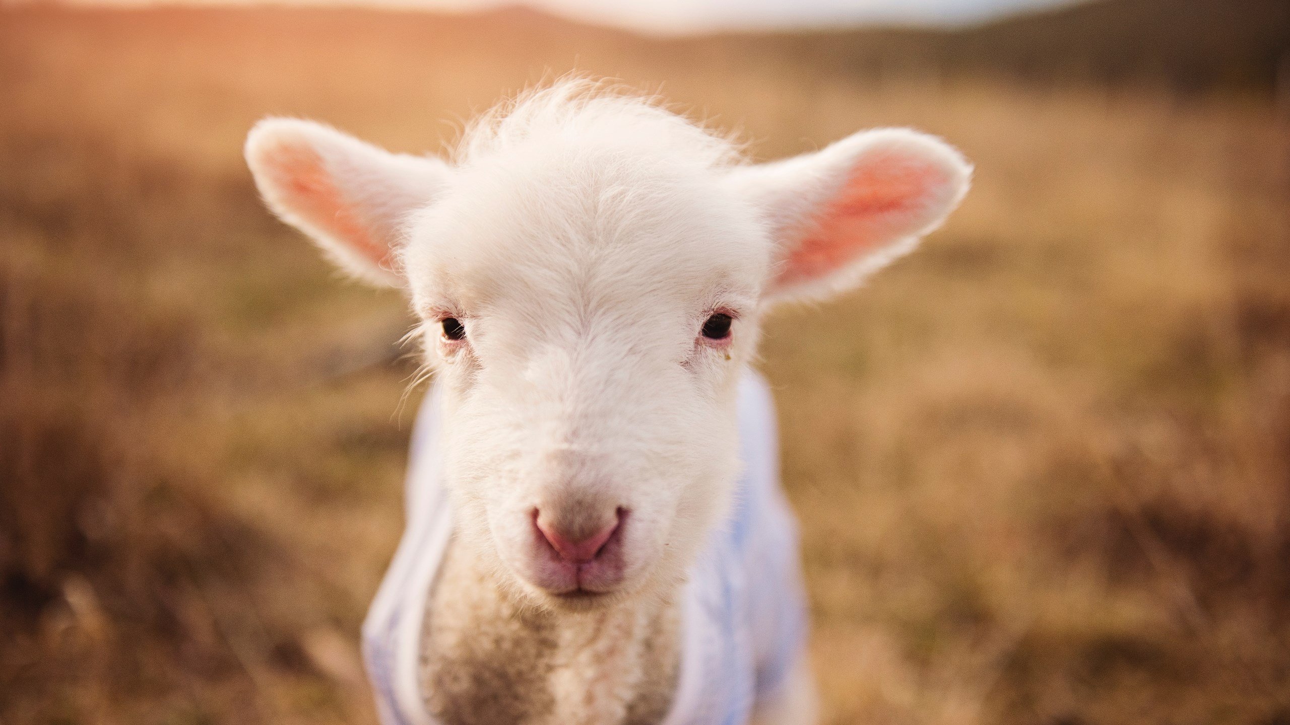 开云体育在线官网-波兰队未来发展:如何通过多层次训练提升球员比赛的应变能力,波兰队实力分析