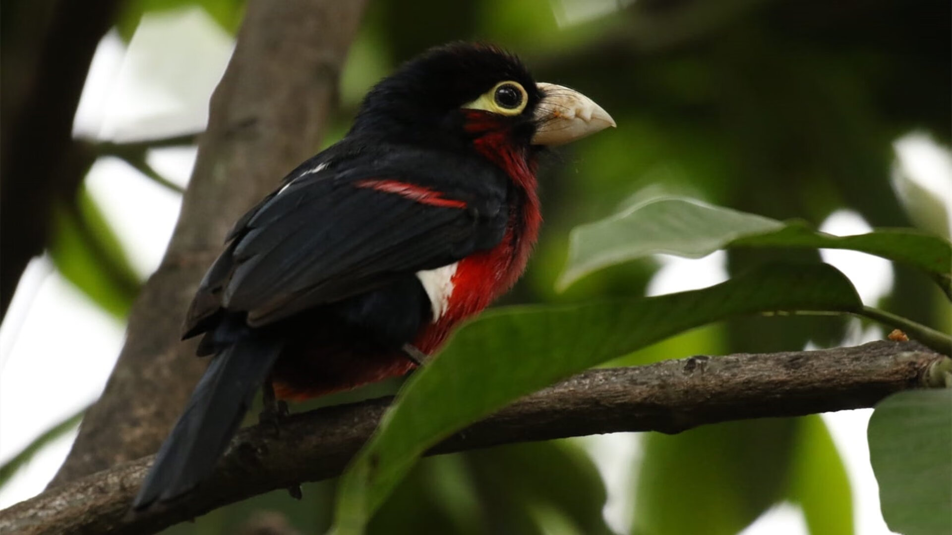 开云体育在线官网-足球训练引入即时反馈耳机提升执行力,对足球训练有帮助的app