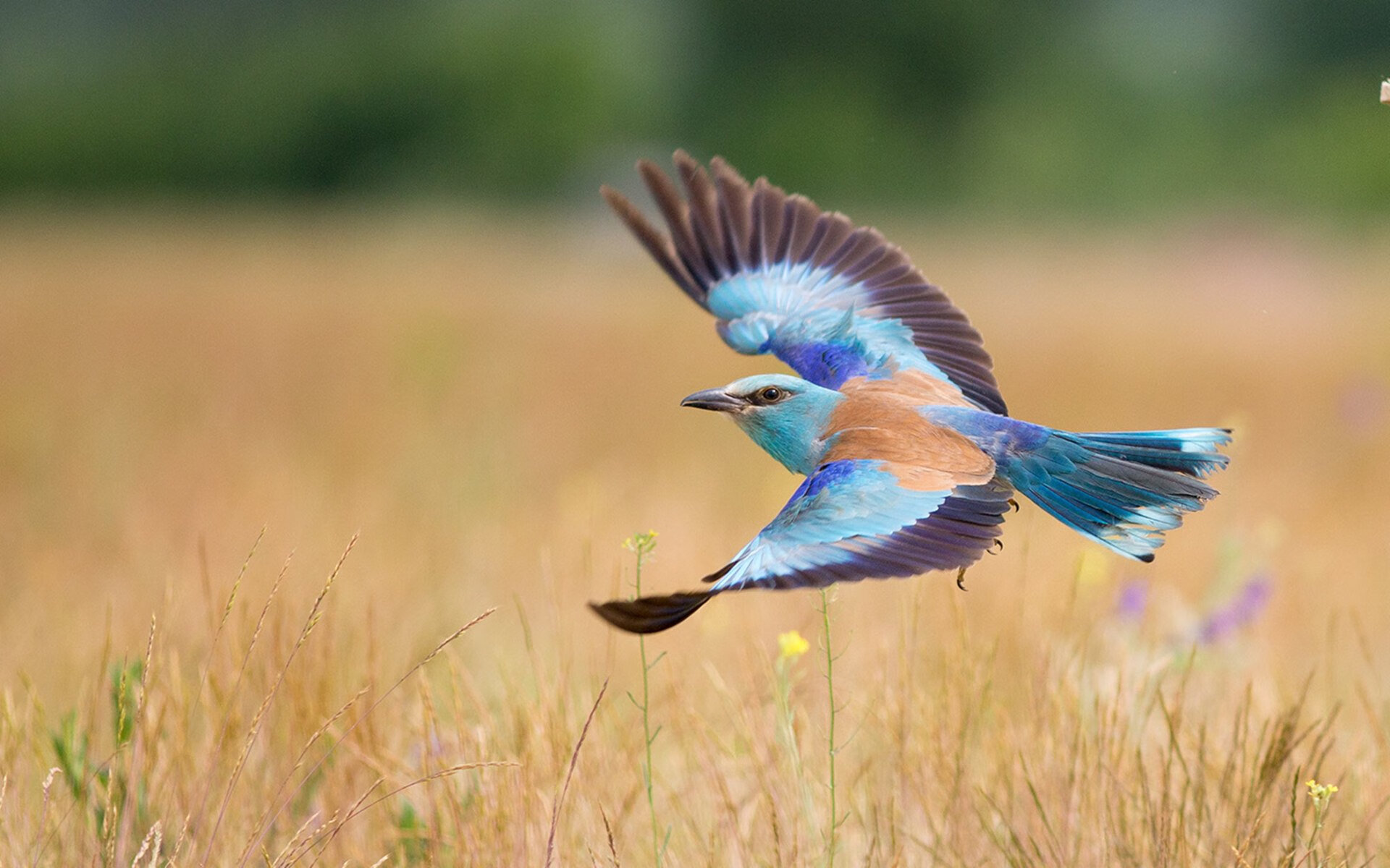 开云体育官网-马竞依靠定位球突破密集防守，马竞进攻