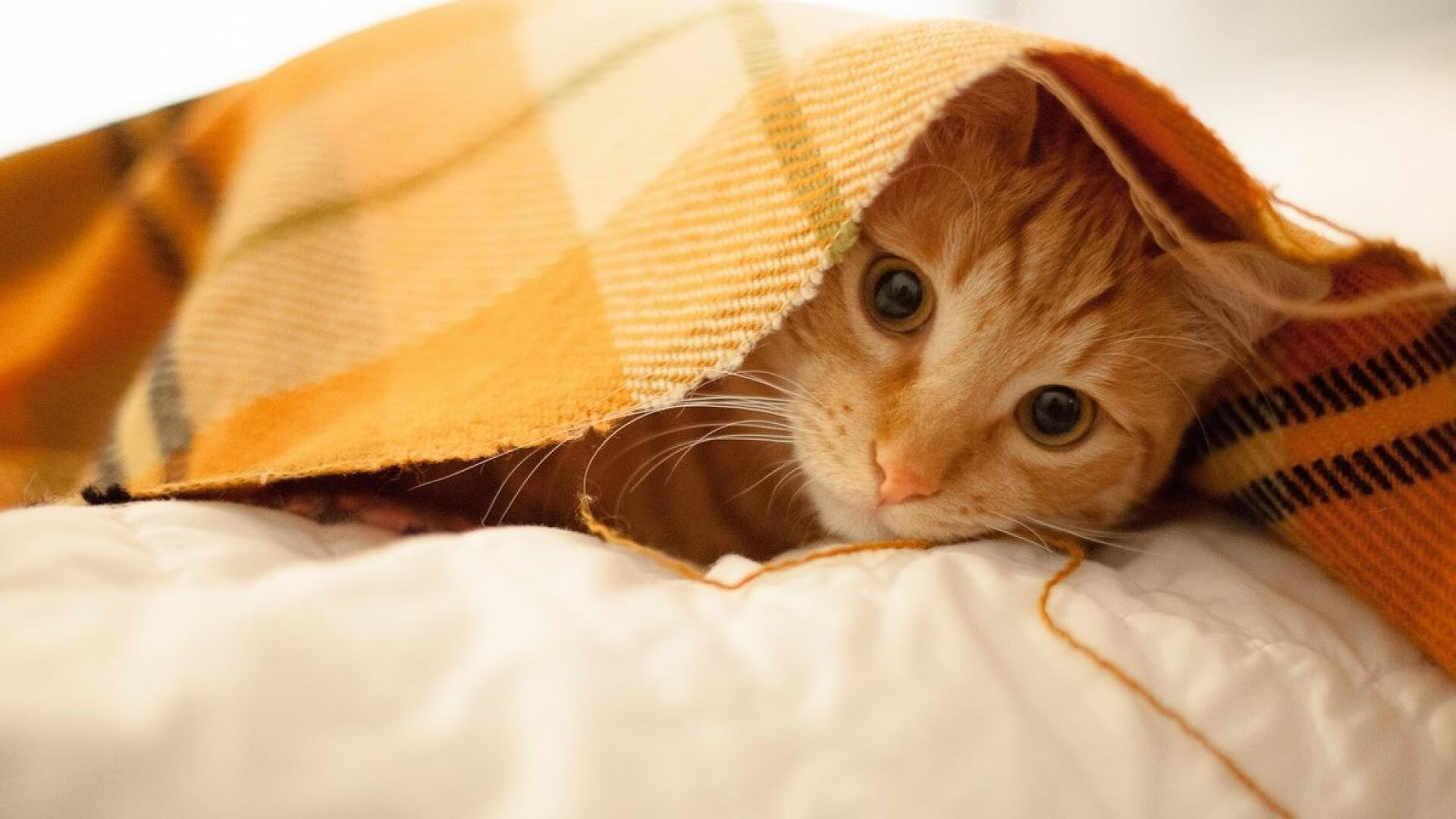 开云体育在线登入-“亚戈·卡尔曼的全能技术,赋予美洲狮队新的战术深度”