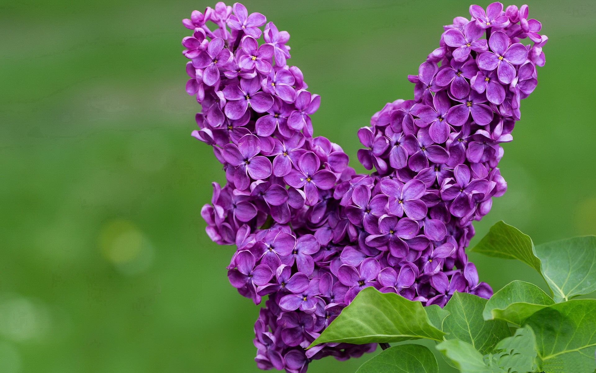 开云体育app注册-“胡利安·门德斯:阿根廷橄榄球未来的焦点,突破性表现不断”