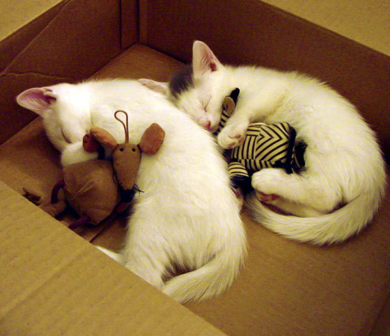 开云体育娱乐-“马丁·高尔西的表现震撼橄榄球界,未来成就不凡”