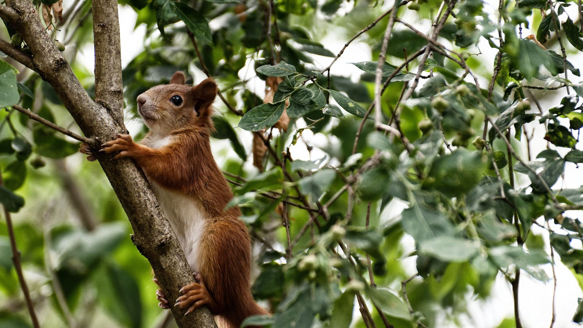 开云app-新西兰全黑队球员灵活变换位置,进攻如同精密机器,新西兰的球队