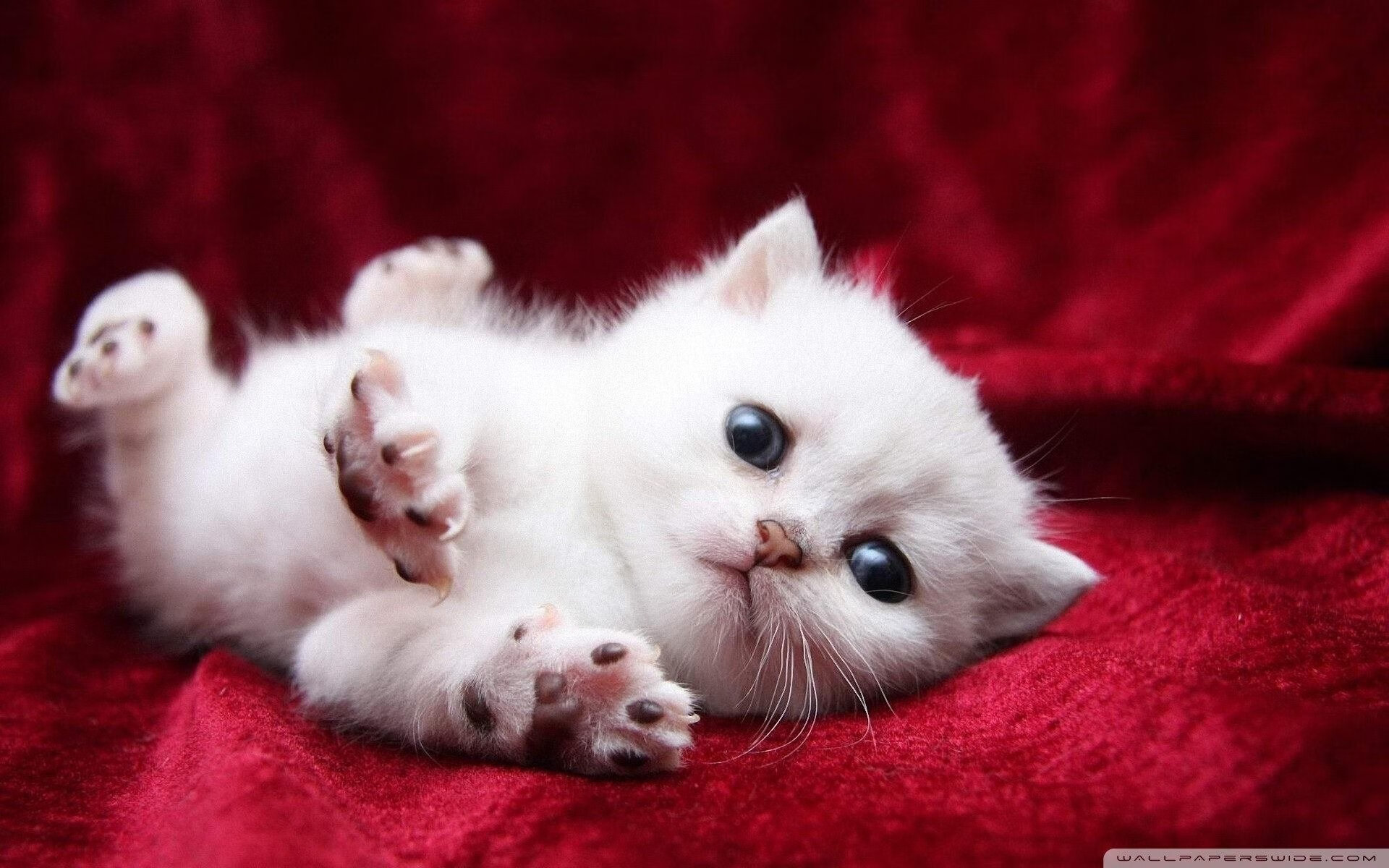 开云体育app-特斯·冯·迪克:南非队中场的战术核心,负责调度攻防转换,冯 斯特拉克