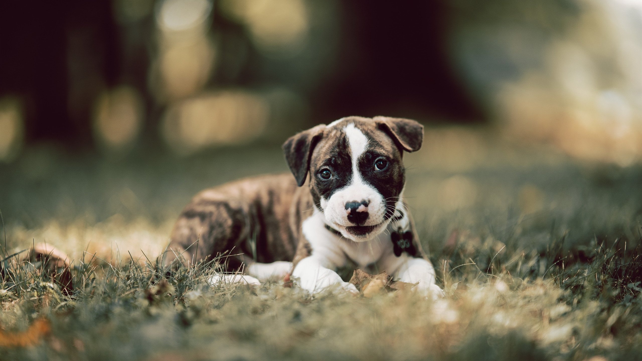 开运体育电脑版-美洲杯紧张激烈:每个瞬间都扣人心弦,美洲杯讲解