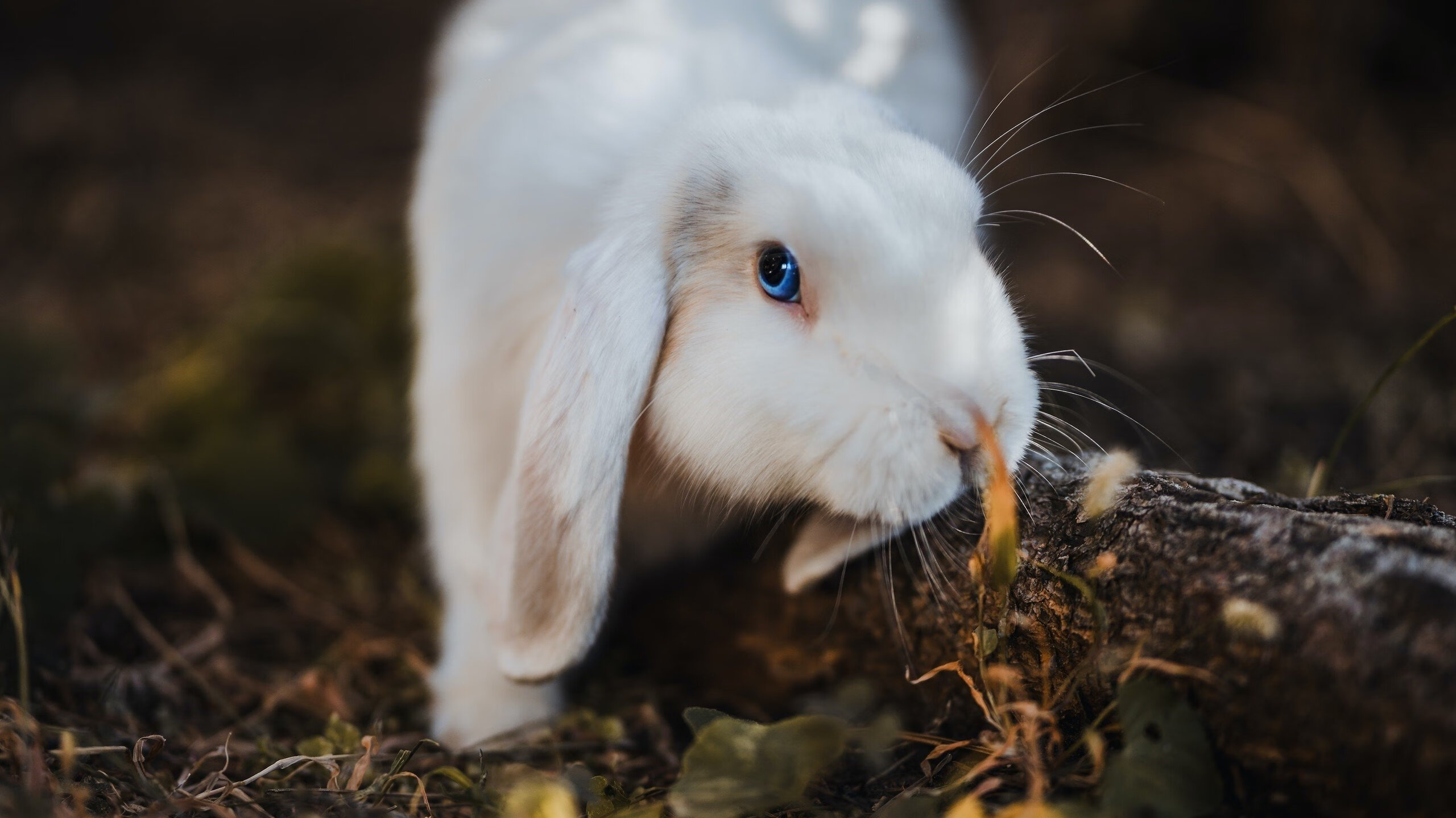 开云体育平台-英超冠军角逐:悬念、精彩、最终胜利!,0506英超冠军